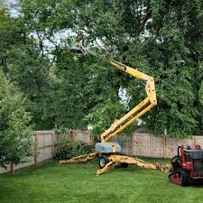 Best Fruit Tree Pruning  in Walker, MI