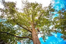  Walker, MI Tree Removal Services Pros