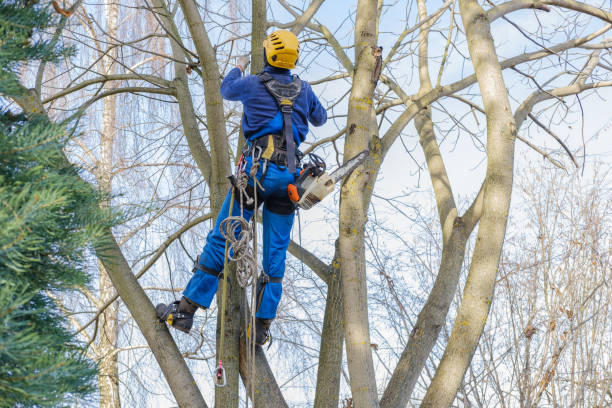 Best Utility Line Clearance  in Walker, MI