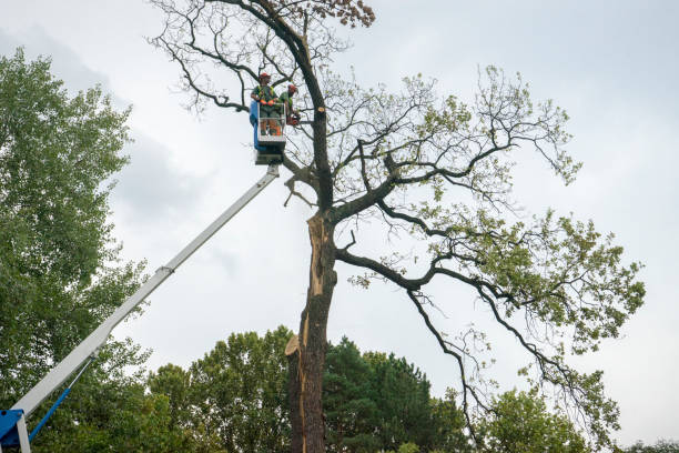 Best Storm Damage Tree Cleanup  in Walker, MI